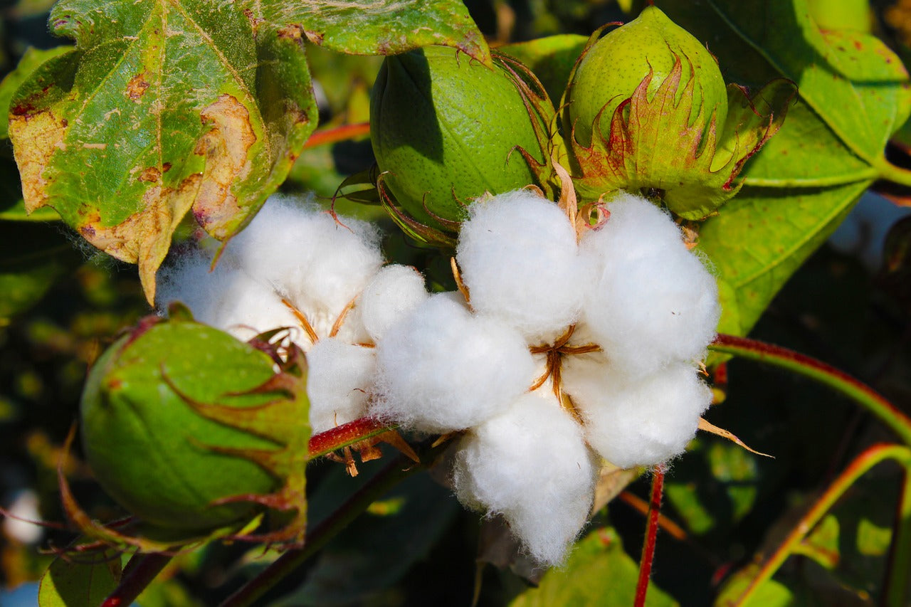 Types of Cotton: Understanding the Differences and Choosing the Best for Apparel